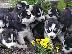 PoulaTo: Kαλή τιμή!!!.Πουλάω όμορφα κουτάβια ράτσα SIBERIAN HUSKY - Σιβηριανος Χασκι -220 euro...